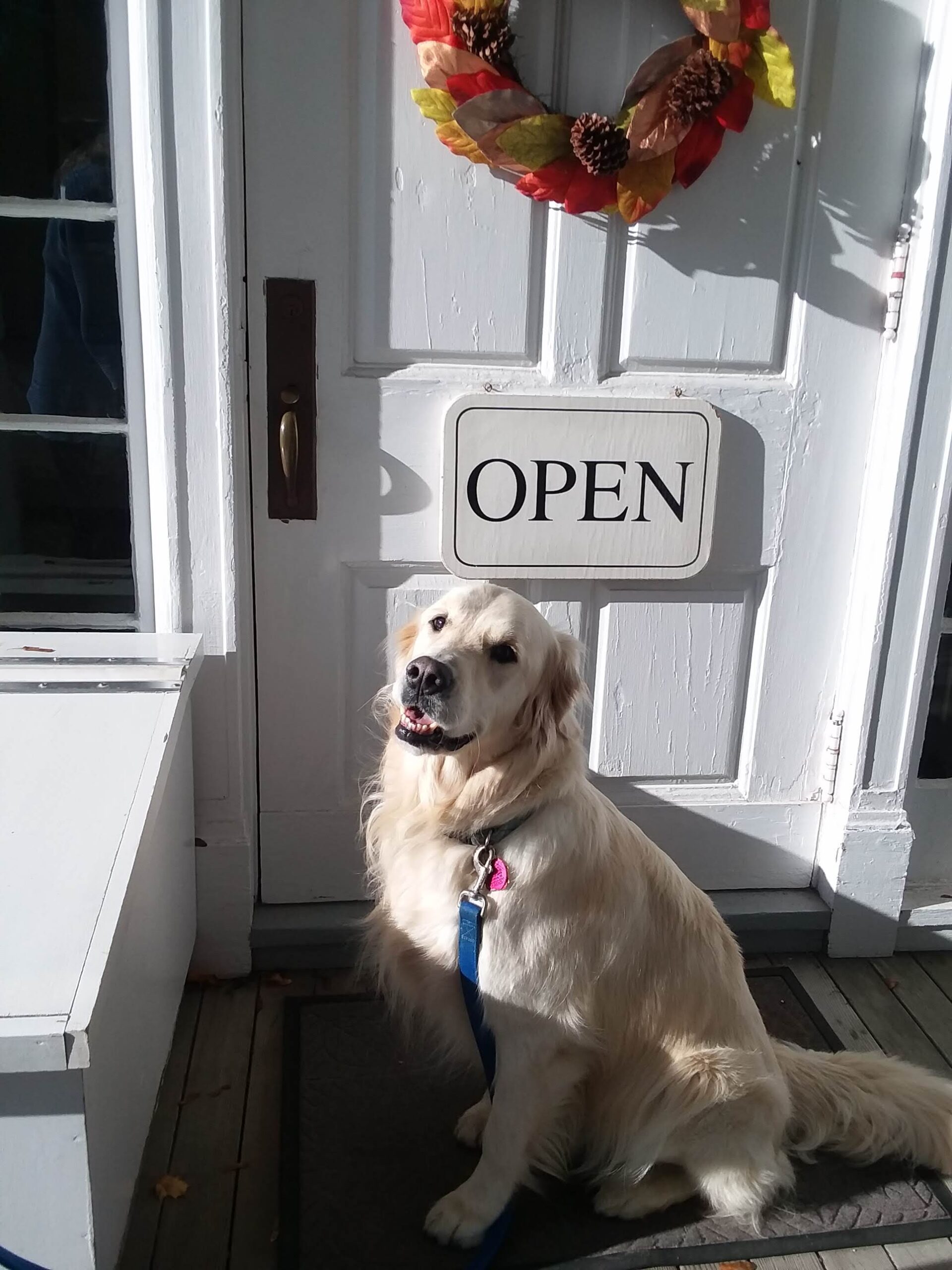 Duncan white golden retriever in front of open sign at the library